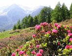 Alpenrosenblüte Frühling im Sarntal Alpenrosenblüte Frühling im Sarntal